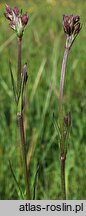 Lychnis flos-cuculi (firletka poszarpana)