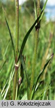 Lychnis flos-cuculi (firletka poszarpana)