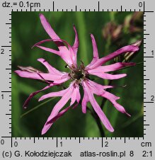 Lychnis flos-cuculi (firletka poszarpana)