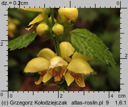 Galeobdolon luteum (gajowiec żółty)