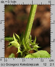 Galeobdolon luteum (gajowiec żółty)