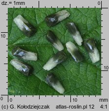 Galeobdolon luteum (gajowiec żółty)