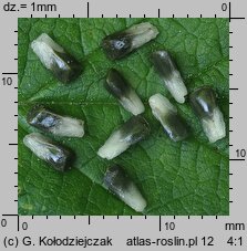 Galeobdolon luteum (gajowiec żółty)