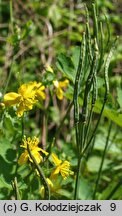 Chelidonium majus (glistnik jaskółcze ziele)