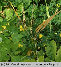 Chelidonium majus (glistnik jaskółcze ziele)