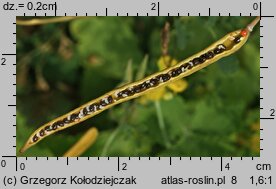 Chelidonium majus (glistnik jaskółcze ziele)