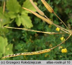 Chelidonium majus (glistnik jaskółcze ziele)