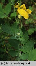 Chelidonium majus (glistnik jaskółcze ziele)