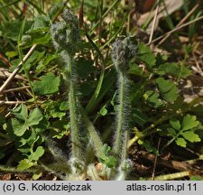 Chelidonium majus (glistnik jaskółcze ziele)