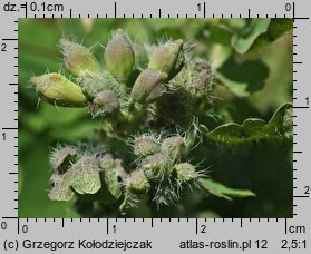 Chelidonium majus (glistnik jaskółcze ziele)