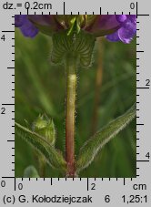 Prunella grandiflora (głowienka wielkokwiatowa)