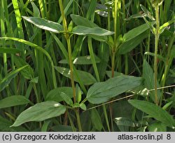 Prunella grandiflora (głowienka wielkokwiatowa)