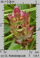 Prunella grandiflora (głowienka wielkokwiatowa)