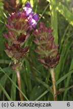 Prunella grandiflora (głowienka wielkokwiatowa)