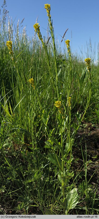 Barbarea stricta (gorczycznik prosty)