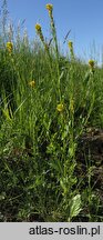 Barbarea stricta (gorczycznik prosty)