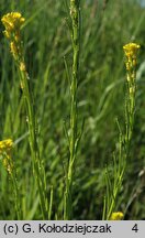 Barbarea stricta (gorczycznik prosty)