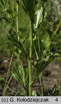 Barbarea stricta (gorczycznik prosty)