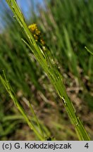 Barbarea stricta (gorczycznik prosty)