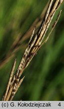 Barbarea stricta (gorczycznik prosty)