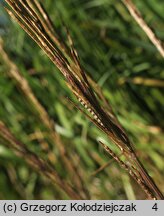 Barbarea stricta (gorczycznik prosty)