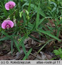 Lathyrus sylvestris (groszek leśny)