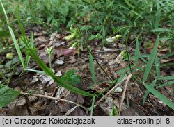 Lathyrus sylvestris (groszek leśny)