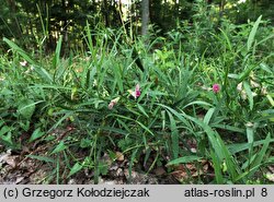 Lathyrus sylvestris (groszek leśny)