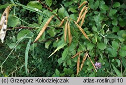 Lathyrus sylvestris (groszek leśny)