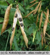 Lathyrus sylvestris (groszek leśny)