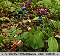 Lathyrus vernus (groszek wiosenny)