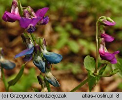 Lathyrus vernus (groszek wiosenny)