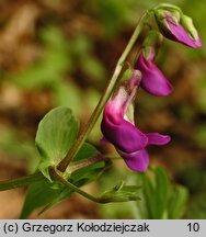 Lathyrus vernus (groszek wiosenny)