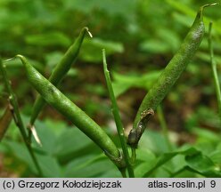 Lathyrus vernus (groszek wiosenny)