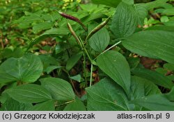 Lathyrus vernus (groszek wiosenny)