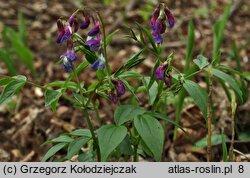 Lathyrus vernus (groszek wiosenny)