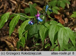 Lathyrus vernus (groszek wiosenny)