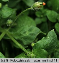 Stellaria media (gwiazdnica pospolita)