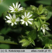 Stellaria media (gwiazdnica pospolita)