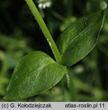 Stellaria media (gwiazdnica pospolita)