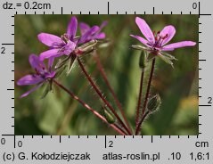 Erodium cicutarium (iglica pospolita)