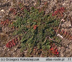 Erodium cicutarium (iglica pospolita)