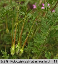 Erodium cicutarium (iglica pospolita)