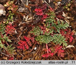 Erodium cicutarium (iglica pospolita)