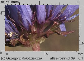 Jasione montana (jasieniec piaskowy)