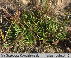 Jasione montana (jasieniec piaskowy)