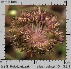 Jasione montana (jasieniec piaskowy)