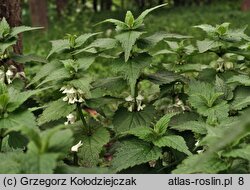 Lamium album (jasnota biała)