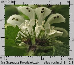 Lamium album (jasnota biała)