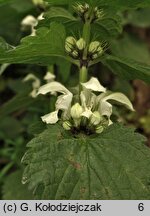 Lamium album (jasnota biała)